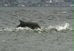 Bottlenose Dolphin